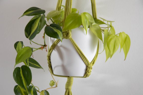 Green Macrame Plant hanger with trailing plant photographed by Elizabeth Wood, a Leeds-based product photography expert.